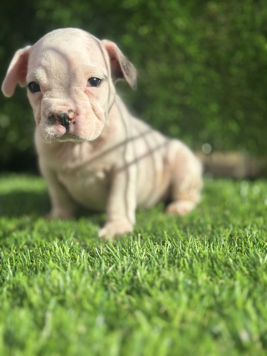 Bulldog frances puro