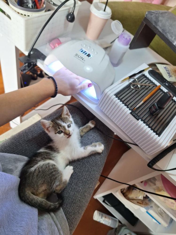 Шукаю люблячу сімʼю для кошеняти