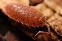 Porcellio magnificus, duże równonogi, isopoda, prosionki