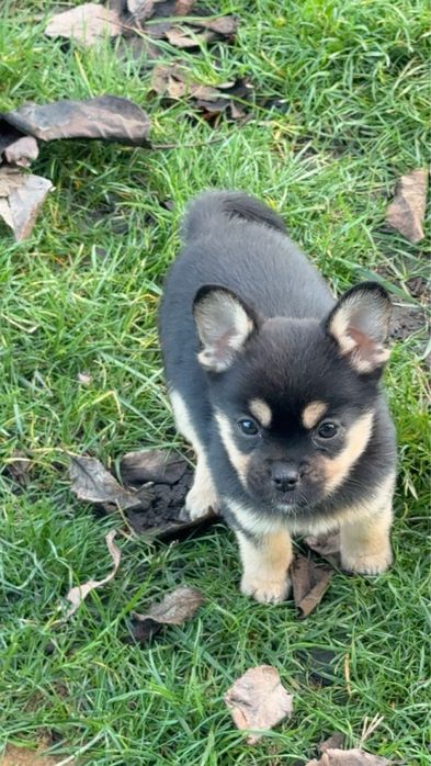 Метис шпіца дівчинка чорно-підпала