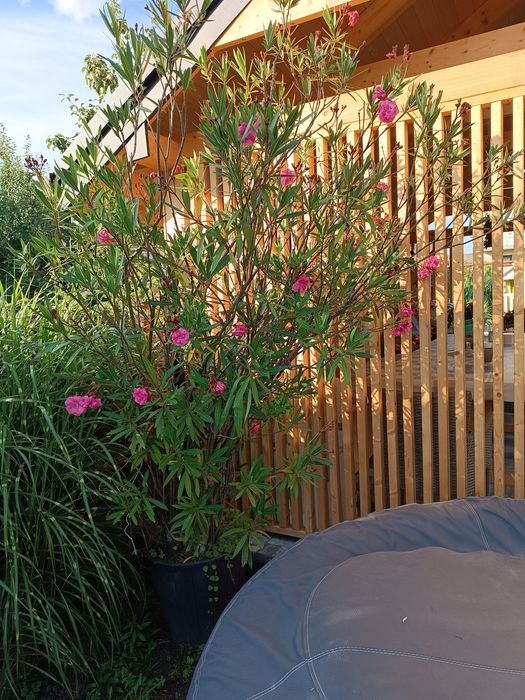 Oleander  różowy o podwójnych kwiatach