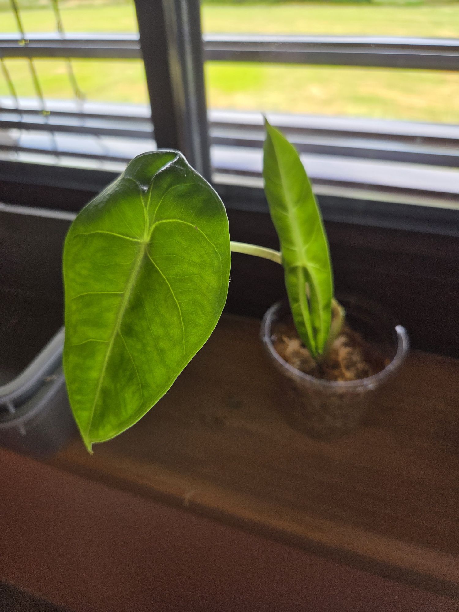 Alocasia Pink Dragon