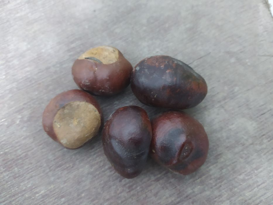 Komplet do dekoracji Terarium