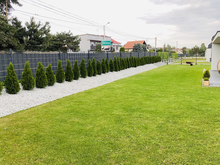 Tuja Szmaragd 120-130  PRODUCENT*DOSTAWA*SADZENIE*GRYS(140/150/160)