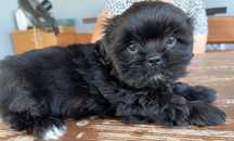 Piesek shih tzu szuka nowego domku