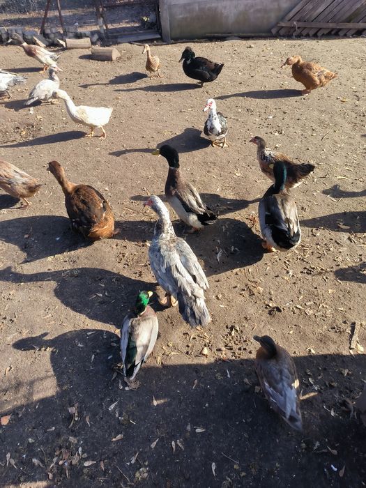 Drób ozdobny 25 rok