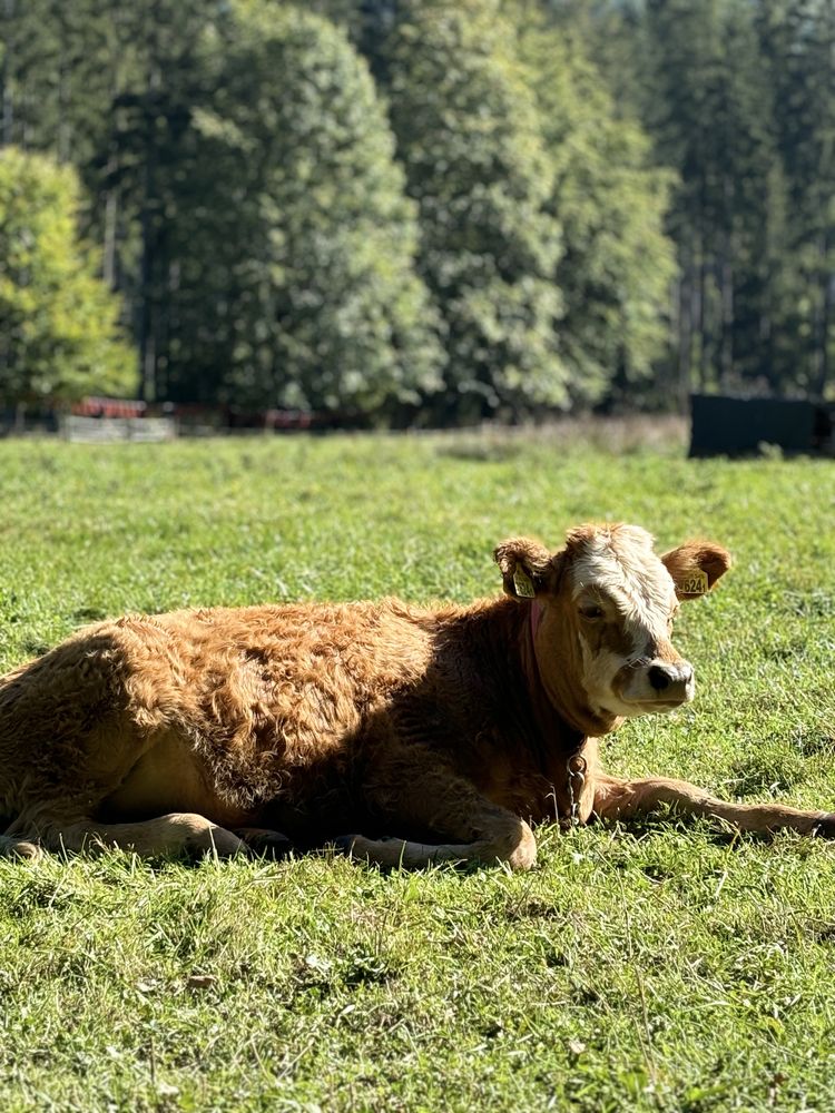 Domek w górach, Jacuzzy , balia.  Świeta /Sylwester