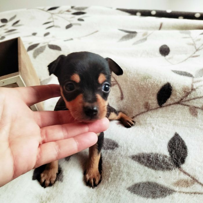 Pisncher miniatura fêmea