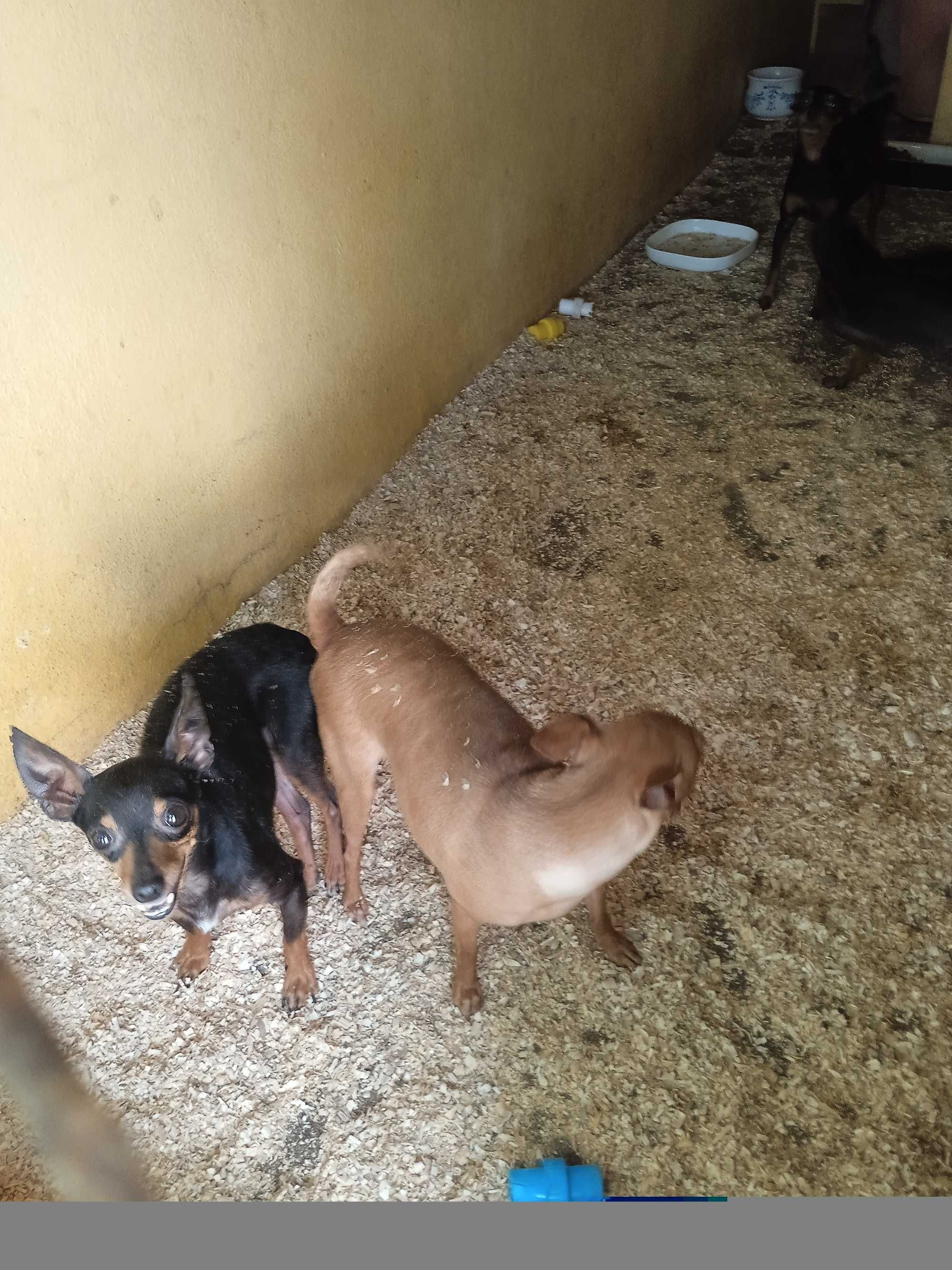 Pinscher menina bonita