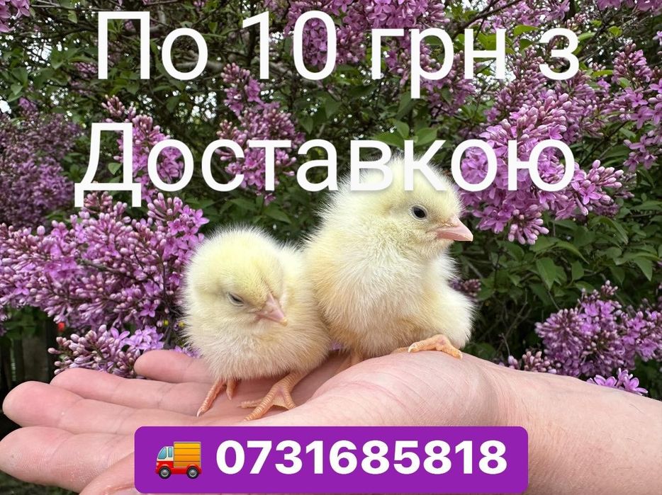 Курчата Цыплята Циплята Несушка Ломан Браун Сенді Півні Півники Петухи
