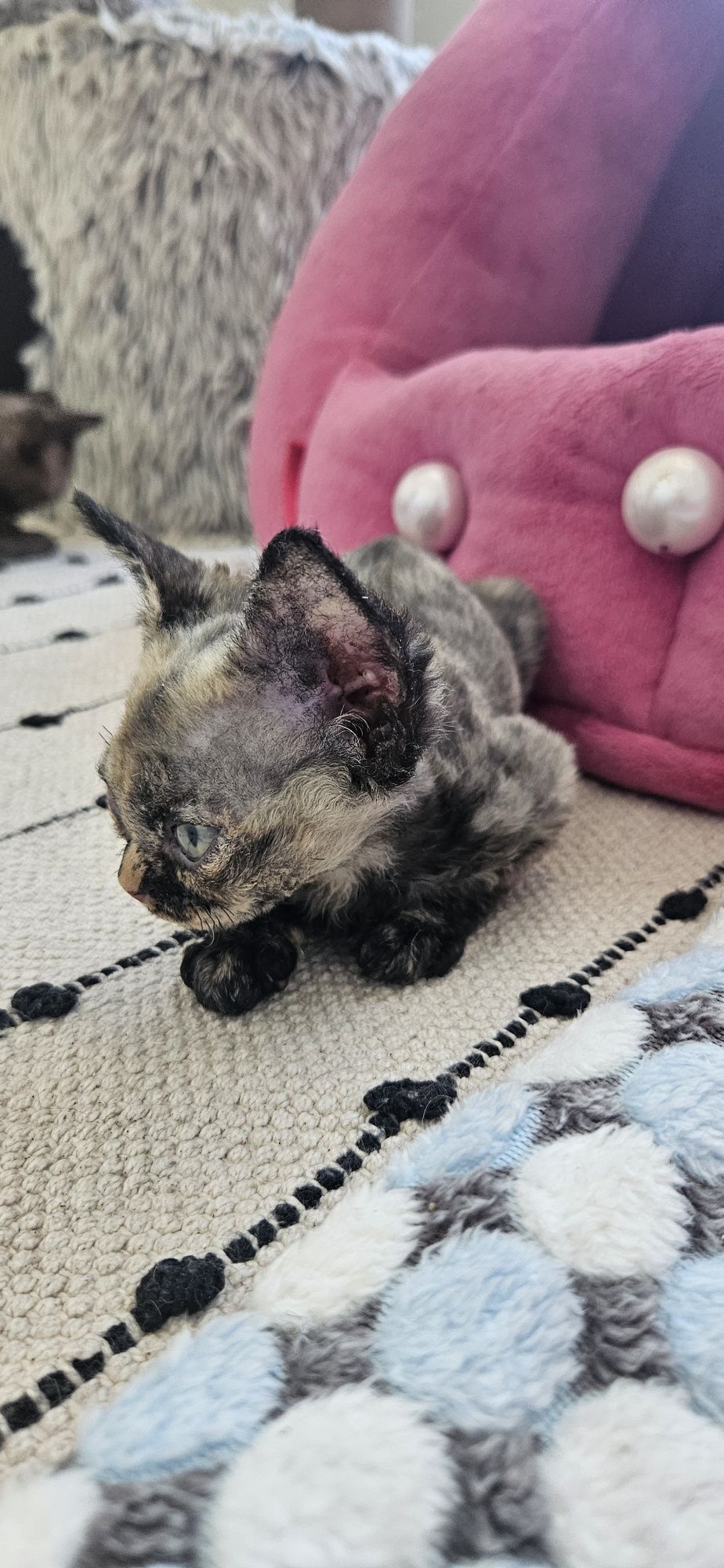 Koteczka Devon Rex