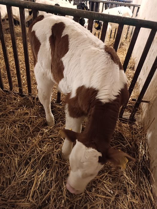 Byczek cielak mięsny