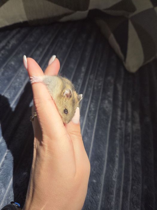 Джунгарский хом'як (джунгарик)