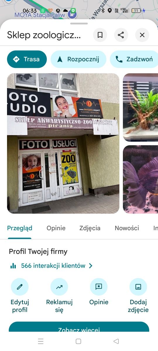 Oranda Black Apaho sklep zooPirania Olsztyn