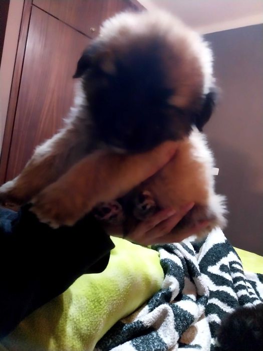 Cadela Serra da Estrela.