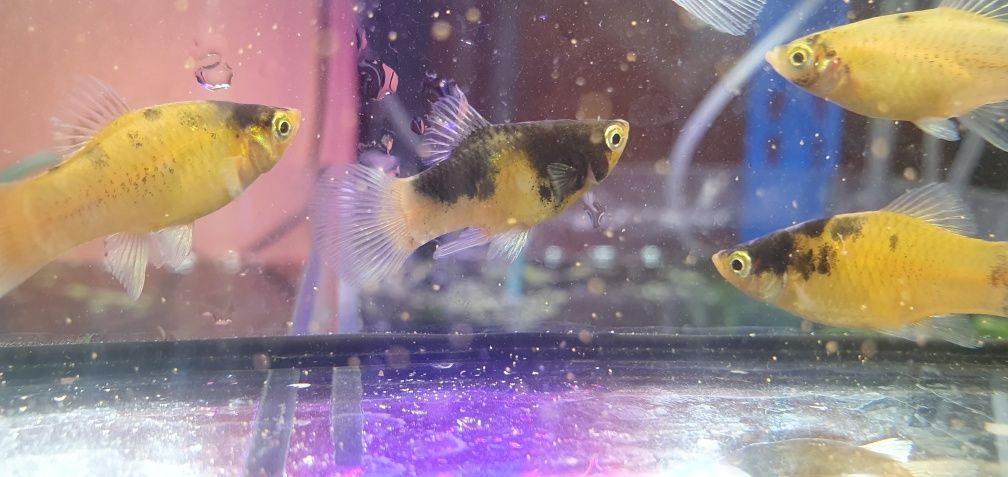 Platki tuxedo i bumble