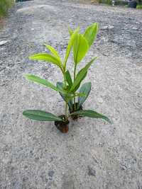 Laurowiśnie Caucasica Rotundifolia Sadzonka 5-15 cm Multiplata Toruń