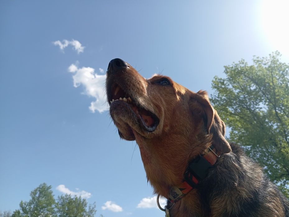 Szkolenie,praca z psem,opieka