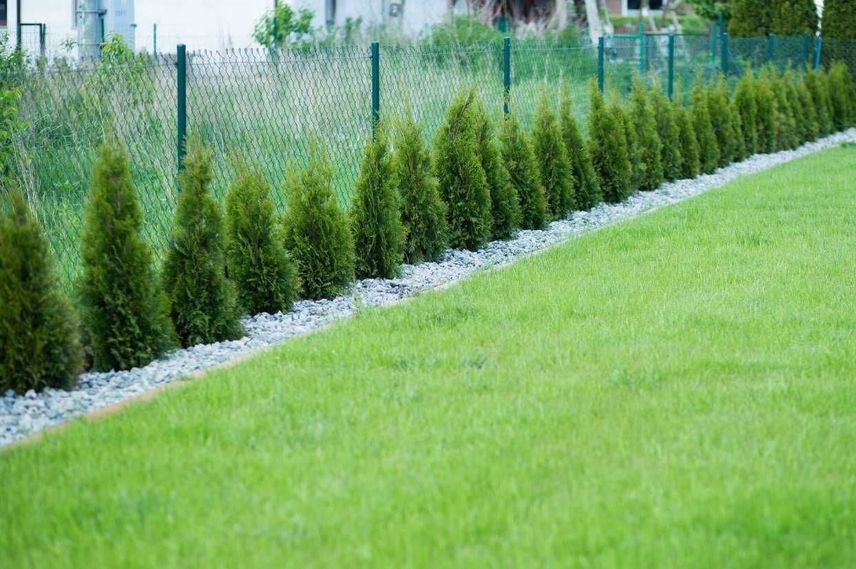 Tuja Szmaragd 100 -120 cm W DONICZCE 5 L   dostawa