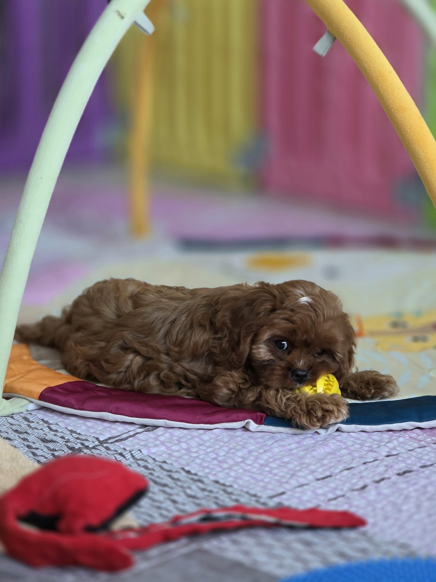 Cavapoo suczka gotowa do odbioru