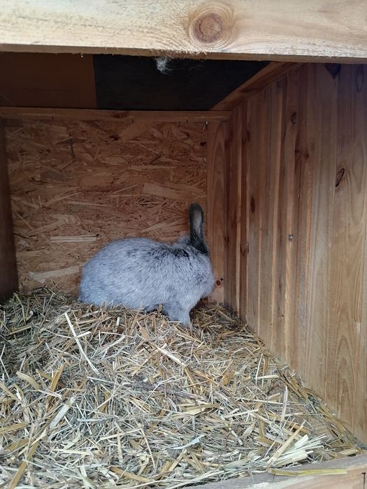 Króliki belgijskie 3samice 1 samiec i 3 mlode