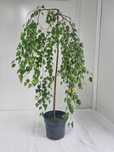 Brzoza Zwisła Pendula – Betula pendula, Wys. 130 cm, Doniczka 5L