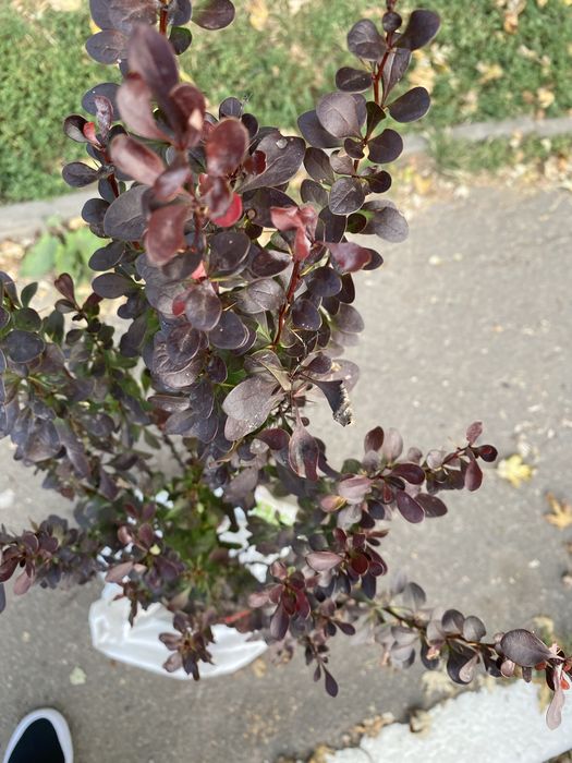 Барбарис декоративний