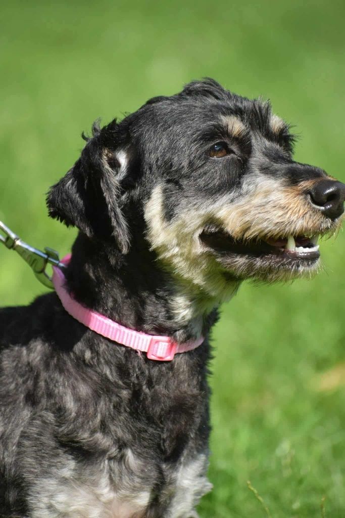 Emma w typie Jamnika do adopcji