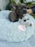 Buldog francuski