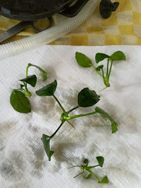 Anubias Barteri na korzeń