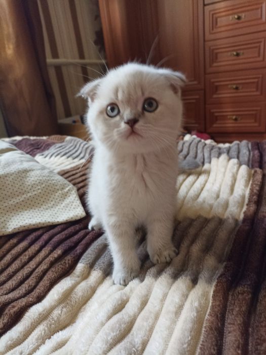 Белый белая котёнок котята скоттиш фолд страйт шотландский британский