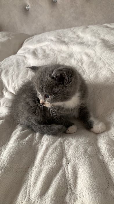 котики безкоштовно