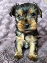 Yorkshire terrier piesek