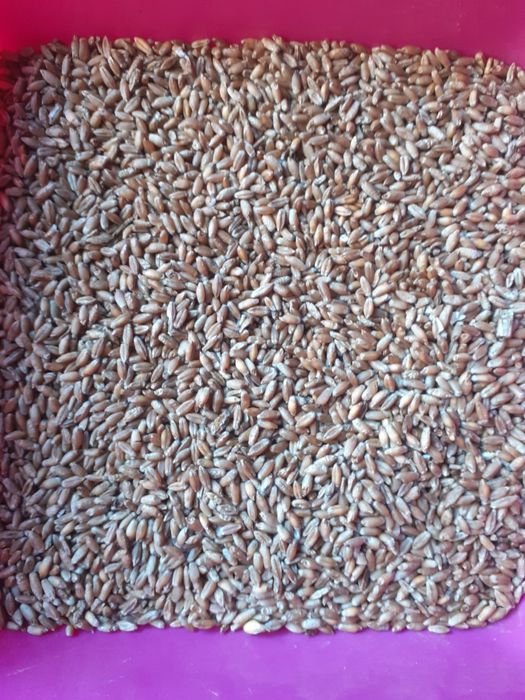 Pszenżyto ozime Rotondo