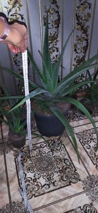 Алоє 2-х річні, від 30 до 50 см.