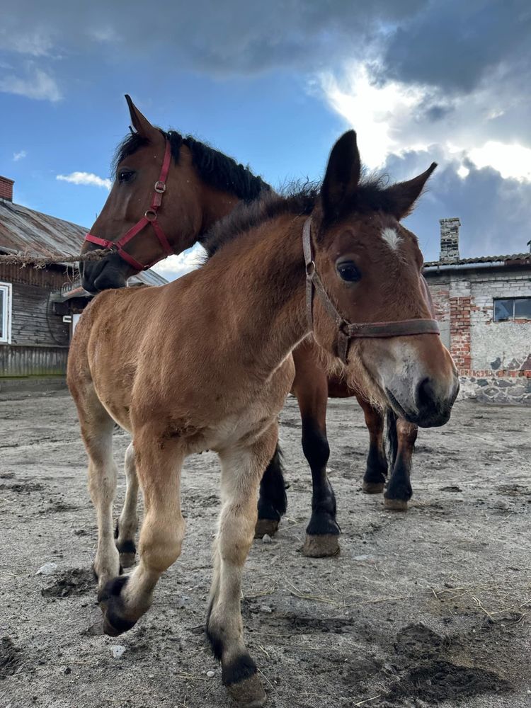 Kobyla zimnokrwista ze zrebowka