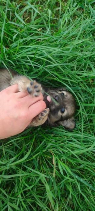 Szczeniaki, 3 pieski jedna suczka