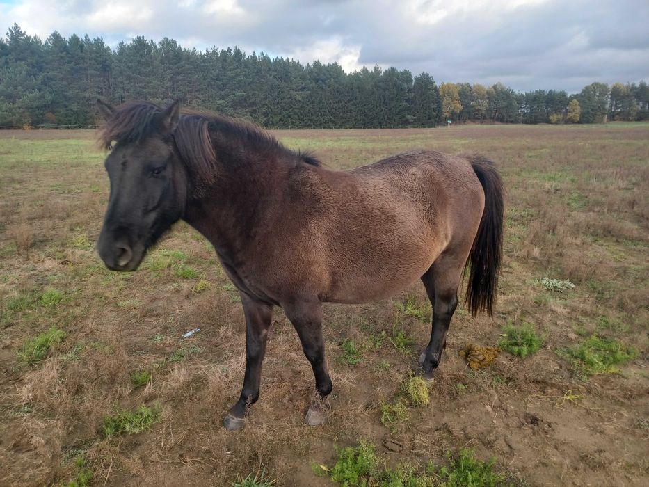 Sprzedam klacze huculskie