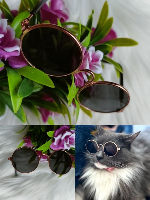 Okulary dla kota, nowe
