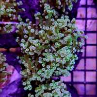 Euphyllia Paradivisa - Green, lps, morskie, akwarium, Koralowiec