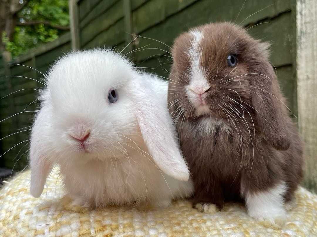 KIT Coelhos anões orelhudos, mini lop adoráveis e super inteligentes