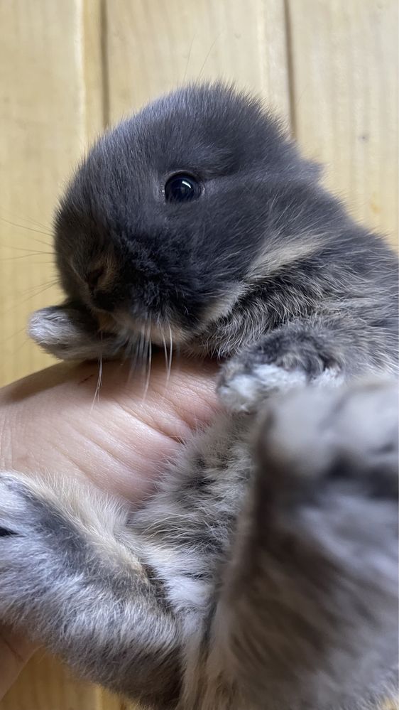 Висловухий кролик МініЛоп в типі Тедді
