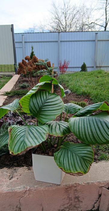 Калатея Орбіфолія