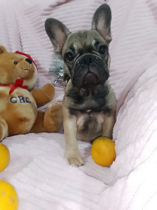 Продаж французьких бульдогів