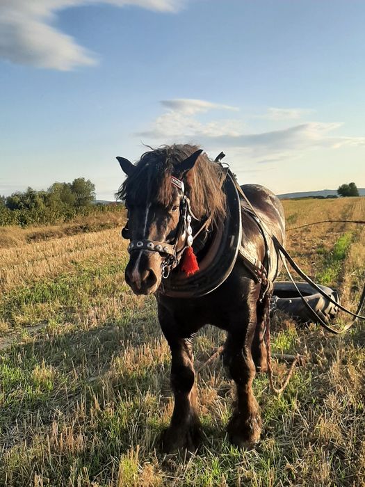 Ogier koń zimnokrwisty