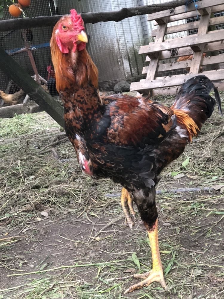 Perus , gansos ,patos ...