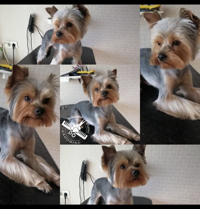 Стрижка собак Грумер Хортицкий Бабурка
