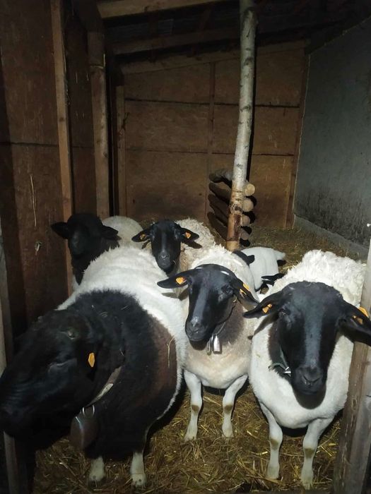 Dorper Owce Barany Tryk Owieczka