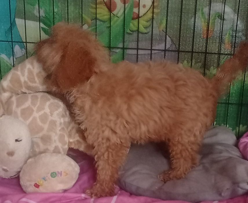 Cavapoo F1 suczka