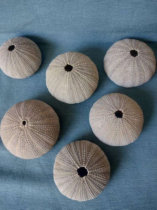 Muszle jeżowców, jeżowiec